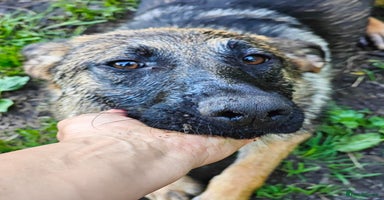 Mixed Breed dogs - Advert 10