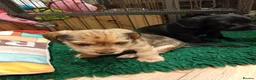 Mixed Breed dogs for sale: Miniature schnoxies  - Advert 21