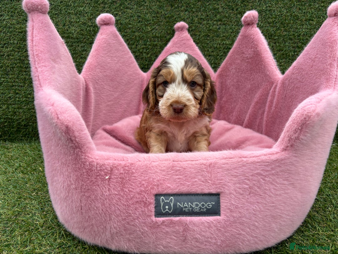 Cockapoo dogs for sale: ⭐️ Stunning Rare Coloured F1 Miniature Cockpoos ⭐️ - Image 17