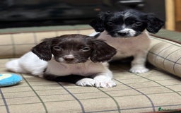 English Springer Spaniel dogs for sale: KC Springer Spaniel  - Advert 1