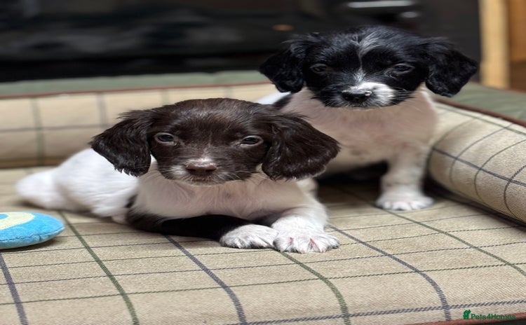 English Springer Spaniel dogs KC Springer Spaniel  - Advert 16