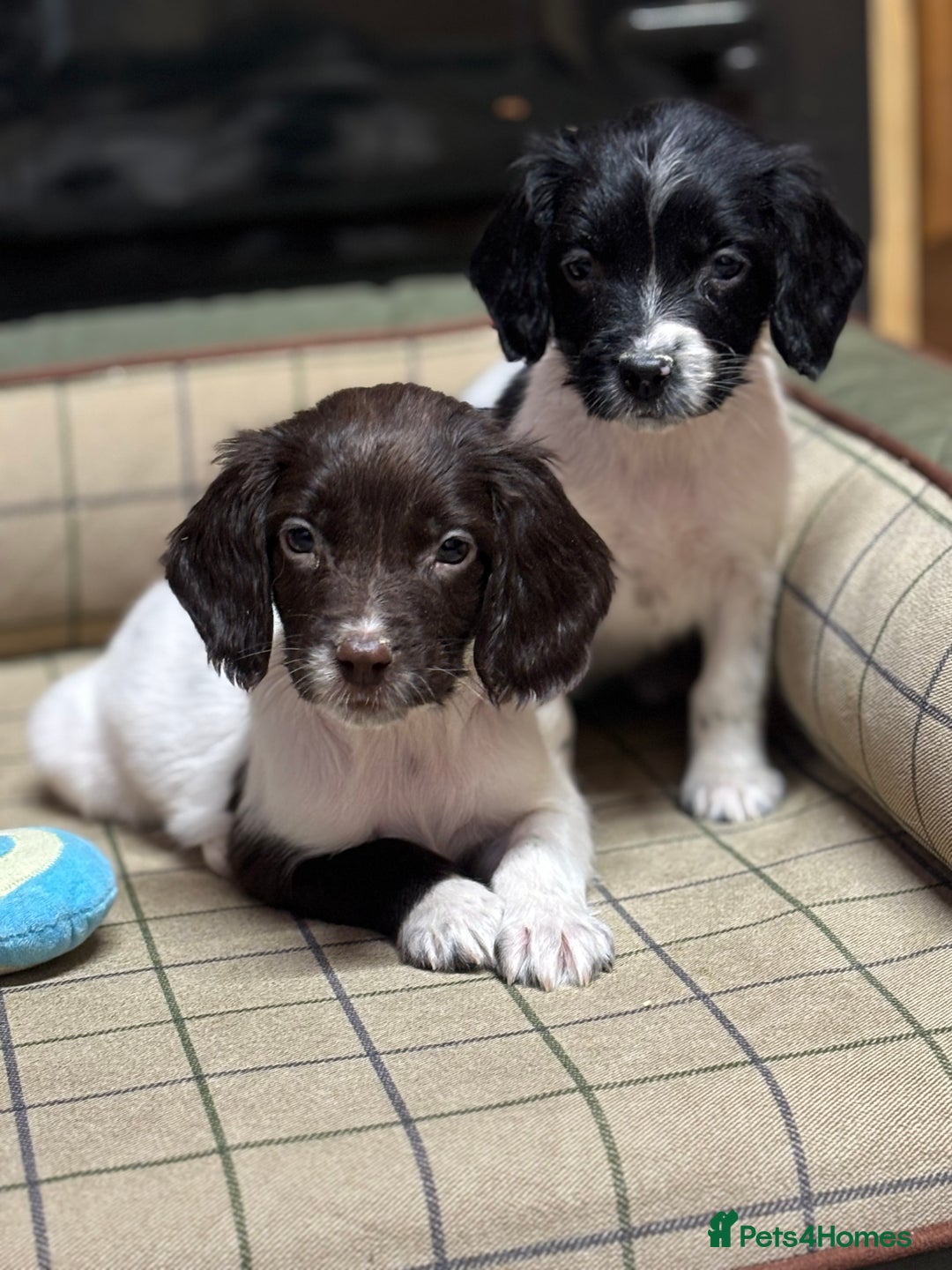 English Springer Spaniel dogs for sale: KC Springer Spaniel  - Advert 1