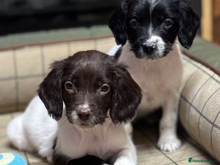 English Springer Spaniel dogs KC Springer Spaniel - Advert 1