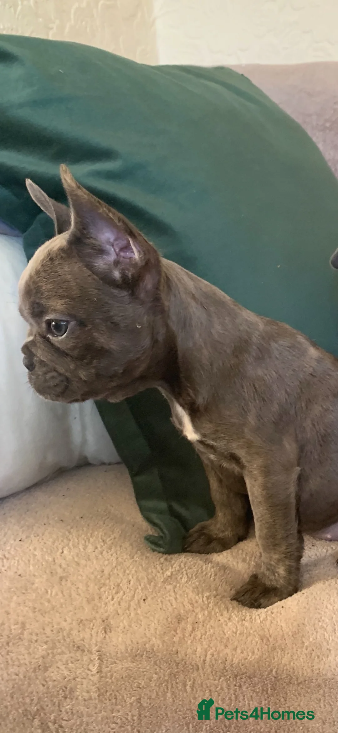 French Bulldog dogs for sale: QUALITY KC FRENCH BULLDOG PUPPIES  - Advert 12