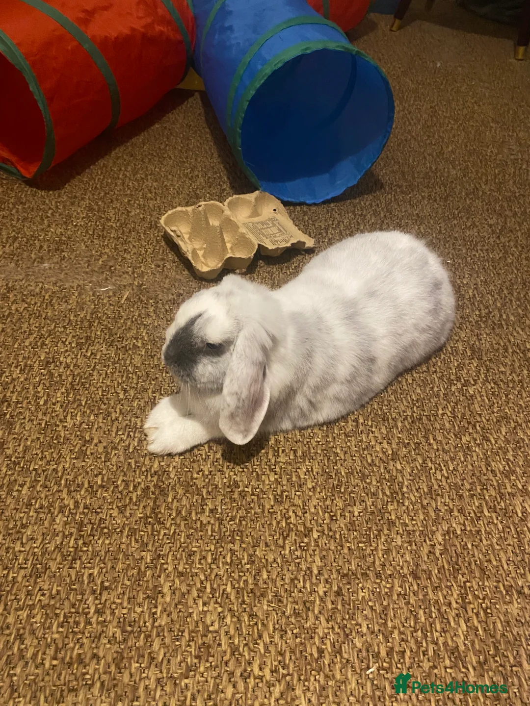 Mini Lop rabbits for sale: Adorable free roam indoor female rabbit - Advert 5