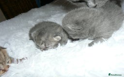 British Shorthair cats for sale: Pedegree British Blue + Tabby Shorthair Kittens - Image 9
