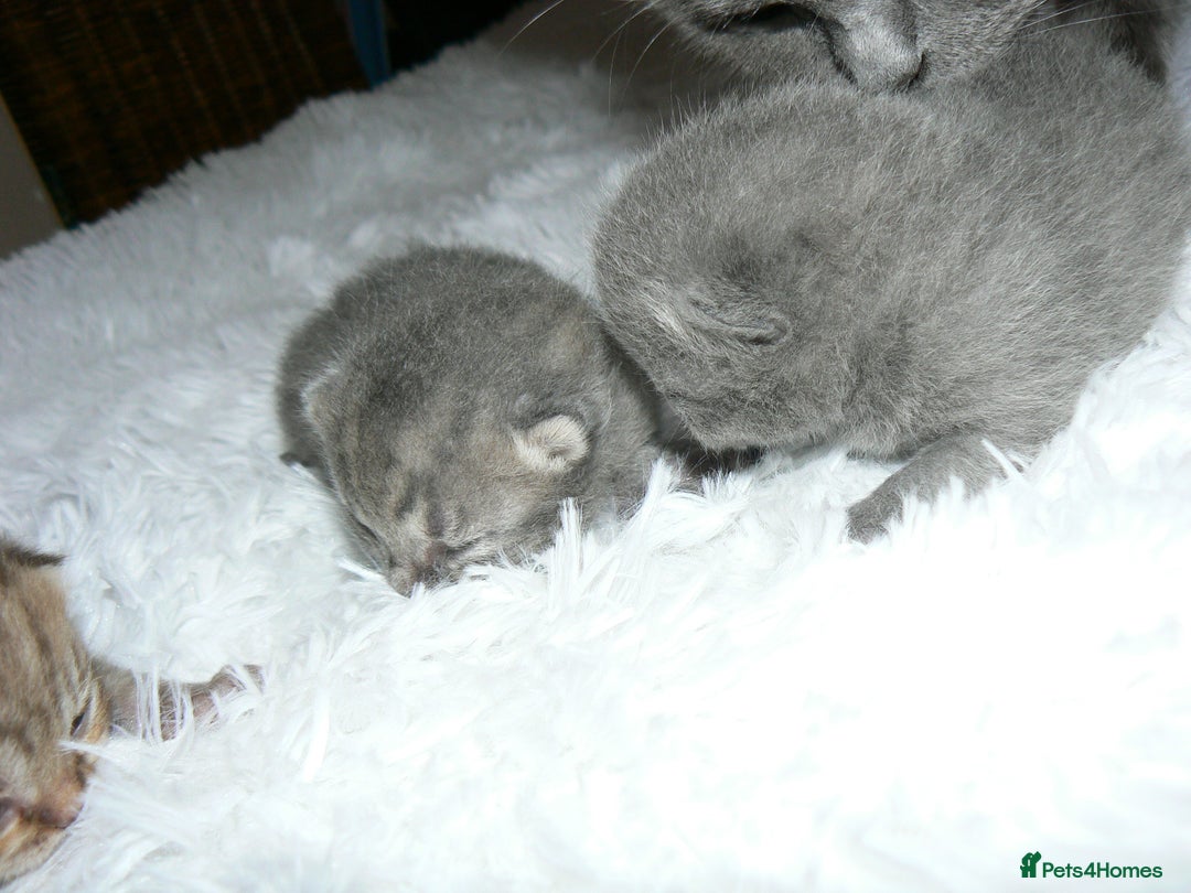 British Shorthair cats for sale: Pedegree British Blue + Tabby Shorthair Kittens - Image 9