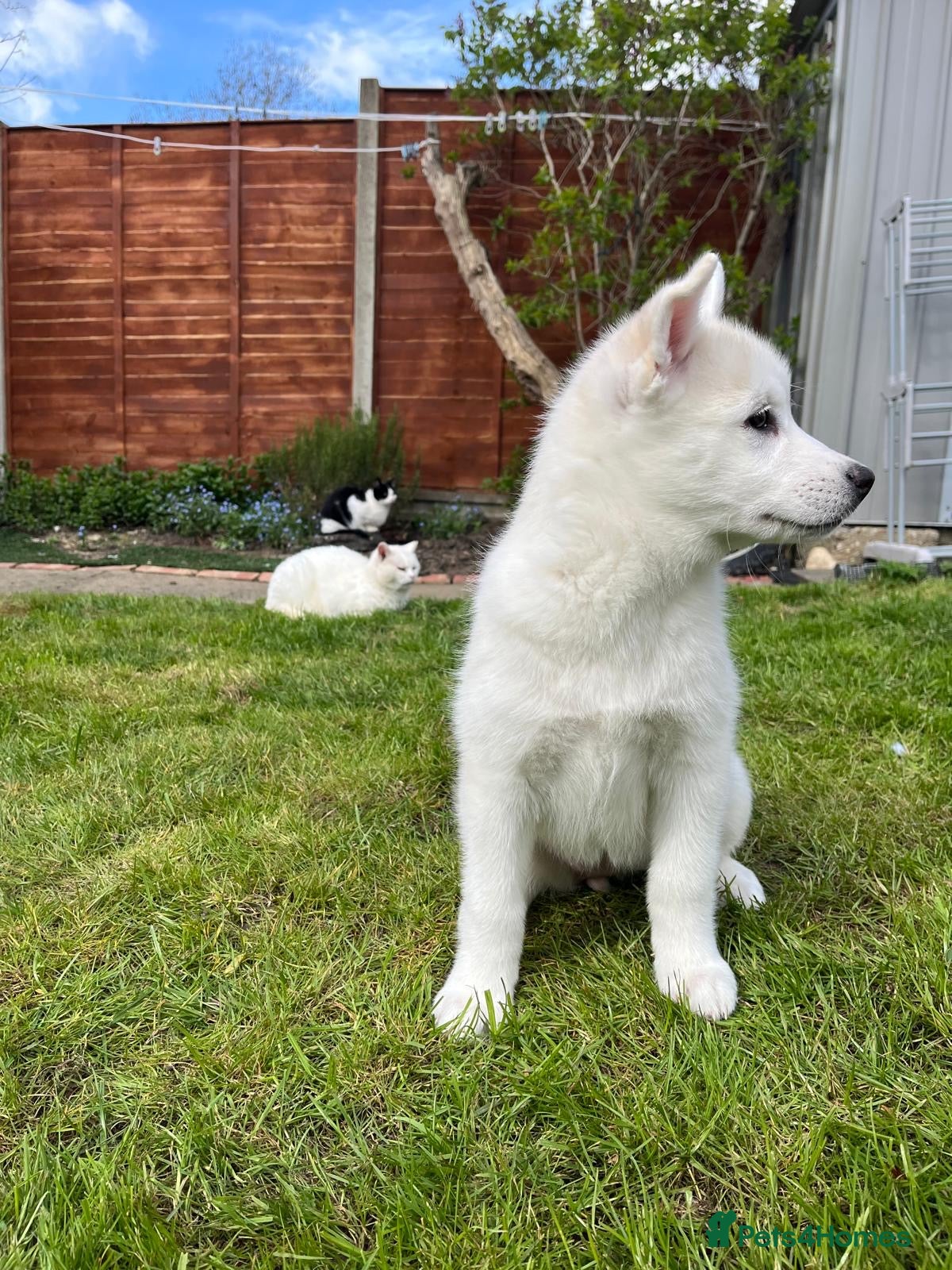 Pomsky dogs 3 Adorable Pomsky Puppies  - Advert 1