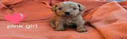Mixed Breed dogs for sale: Beautiful Health Tested Poochon Cross Puppies  - Advert 30