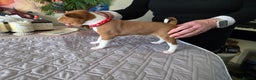 Basenji dogs for sale: Adorable Basenji Puppies Awaiting Their Heroes. - Advert 3