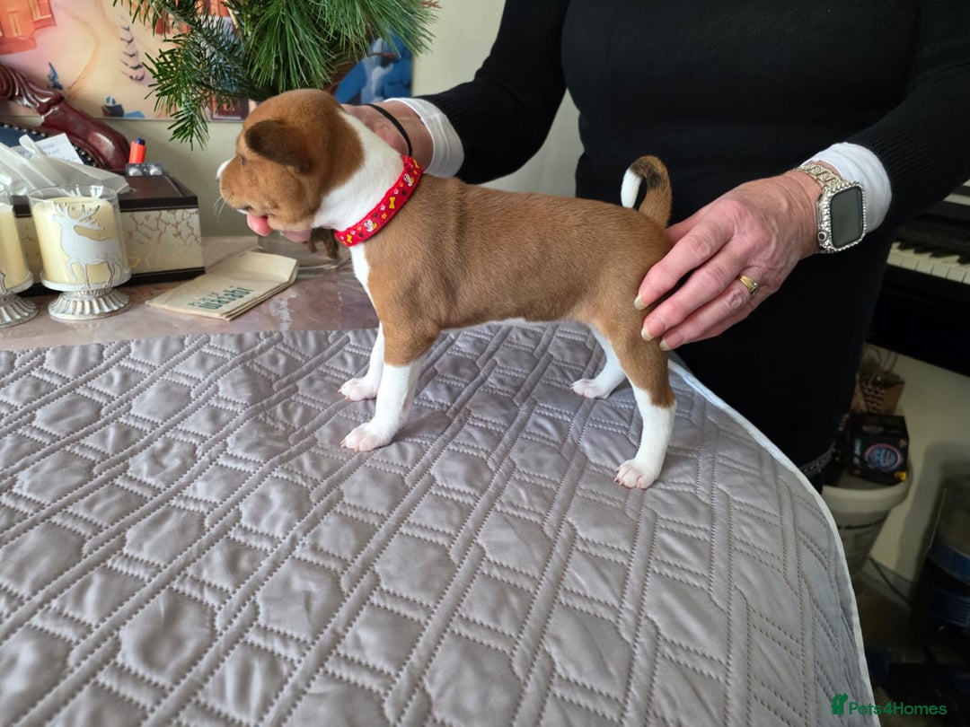 Basenji dogs for sale: Adorable Basenji Puppies Awaiting Their Heroes. - Advert 3