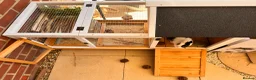 Netherland Dwarf rabbits for sale: Sweet Netherland Dwarf over 6 month  in Hatfield - Advert 3