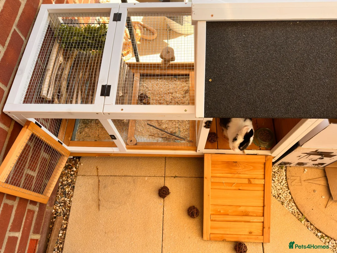 Netherland Dwarf rabbits for sale: Sweet Netherland Dwarf over 6 month  in Hatfield - Advert 3