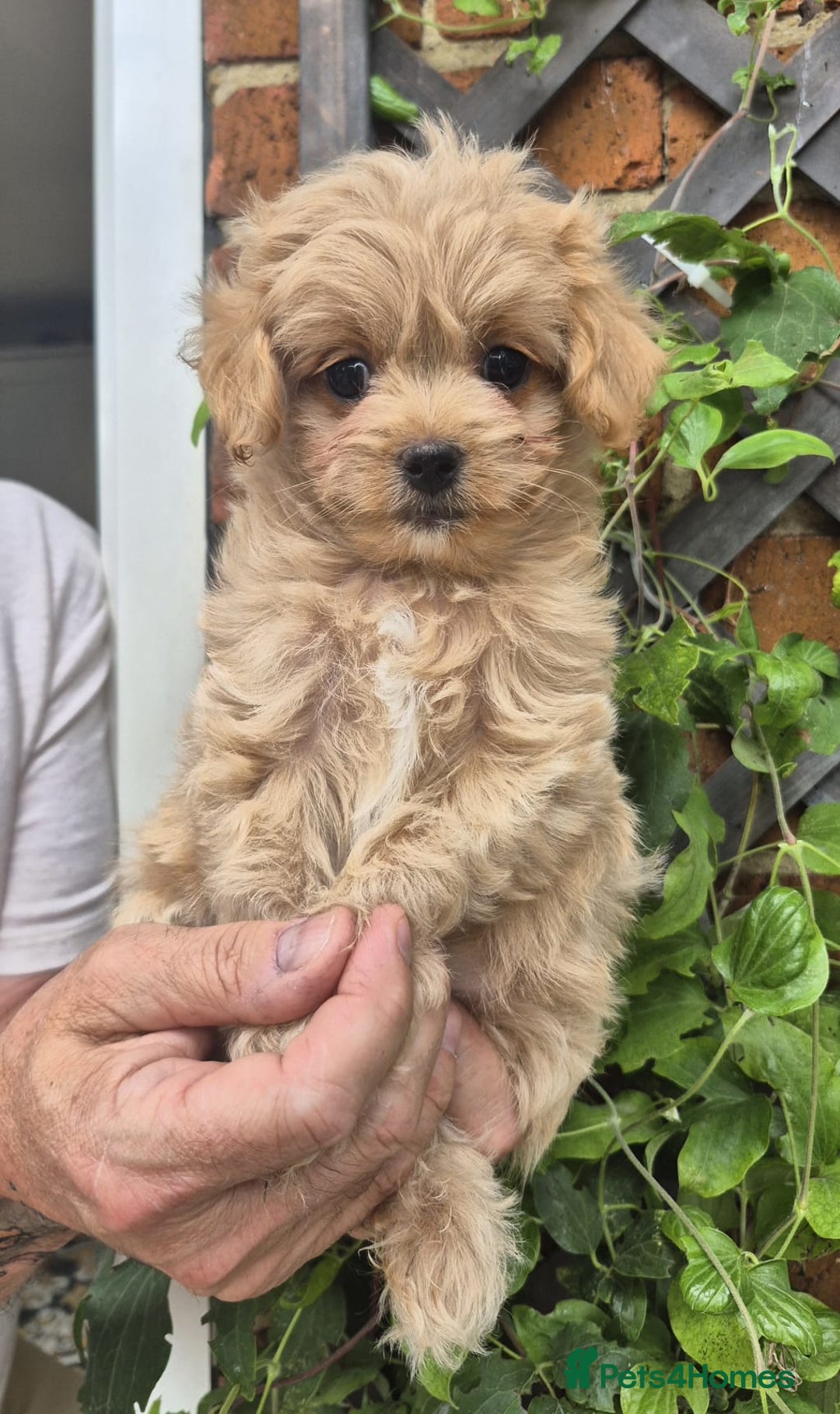 Maltipoo dogs for sale: Amazing TeddyBear Asian Korean Maltipoo puppies - Image 10