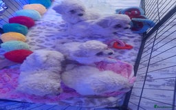 Poochon dogs for sale: Beautiful Poochon Puppies - Image 8