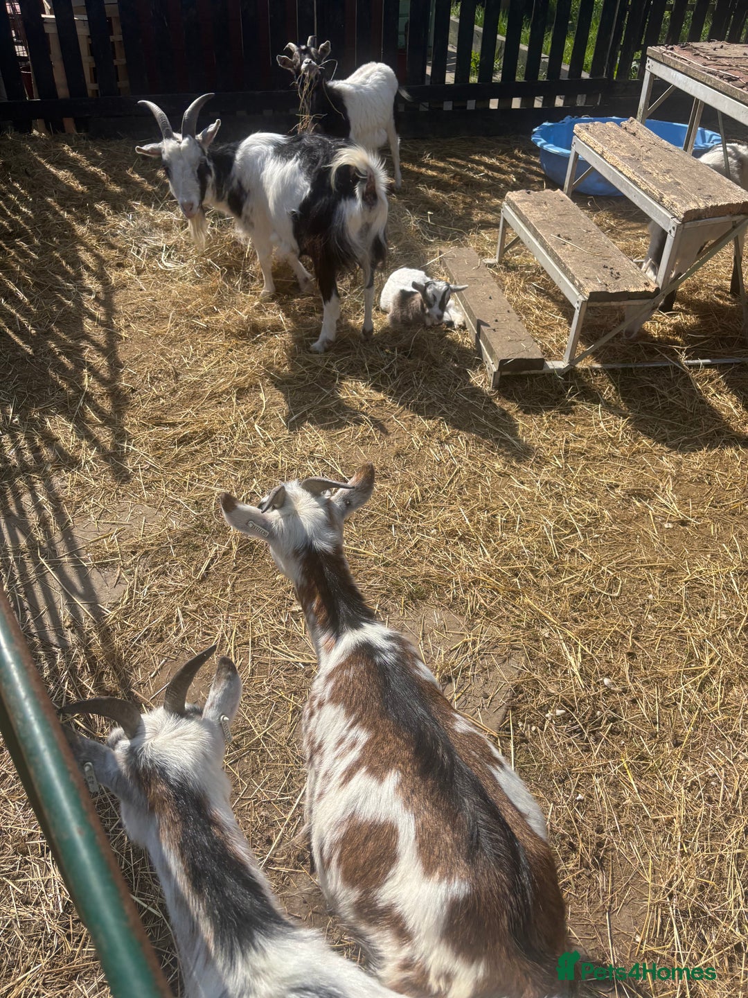 Goats livestock for sale: Pigmy goats - Advert 4
