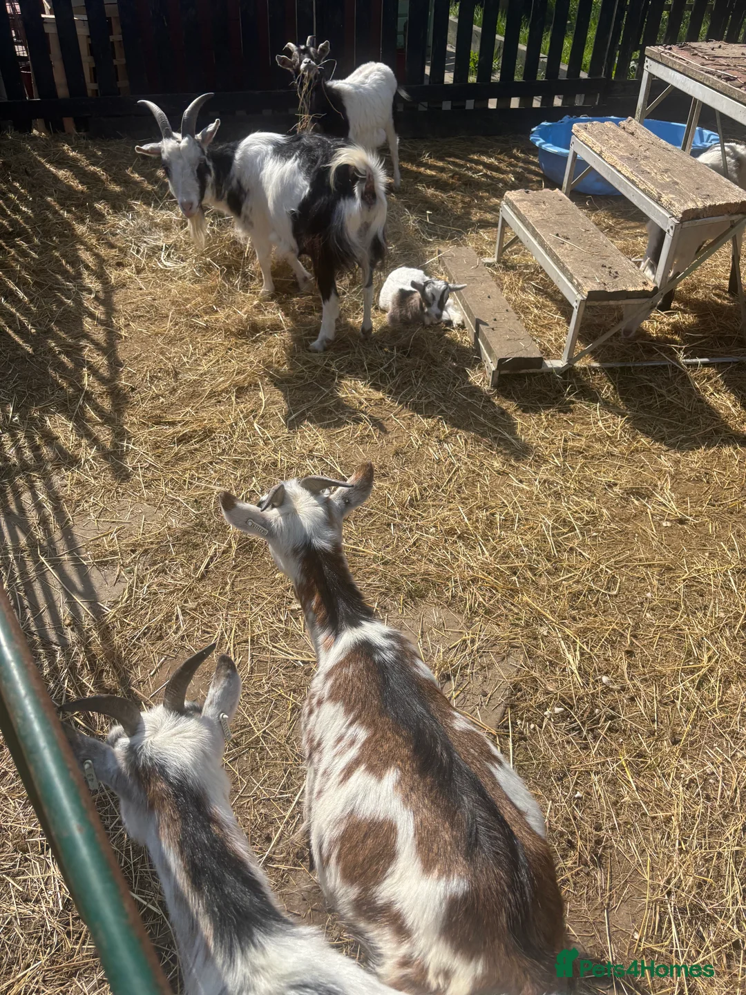 Goats livestock for sale: Pigmy goats - Advert 4