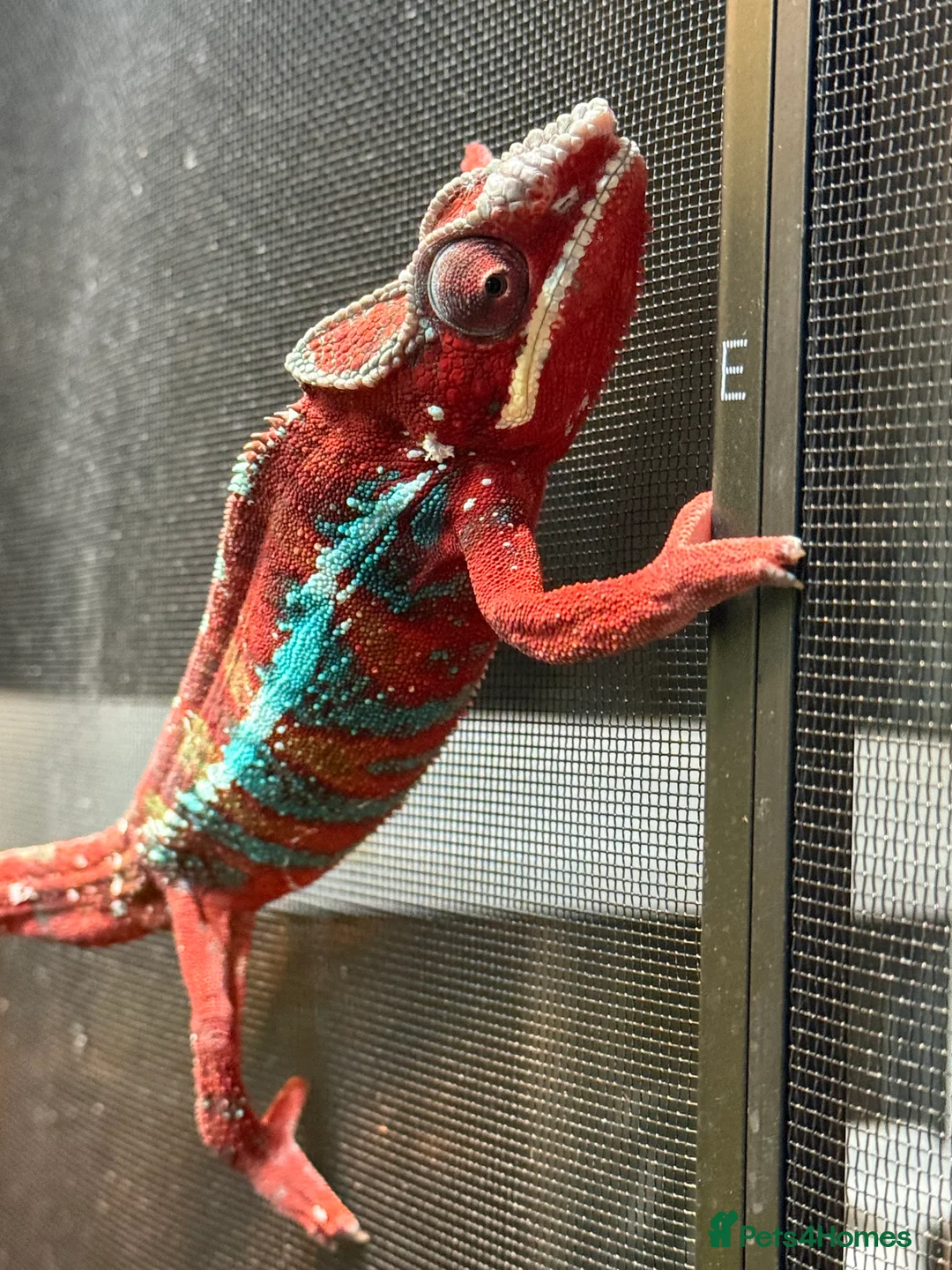 Chameleon reptiles for sale: Chameleons ambilobe - Advert 2