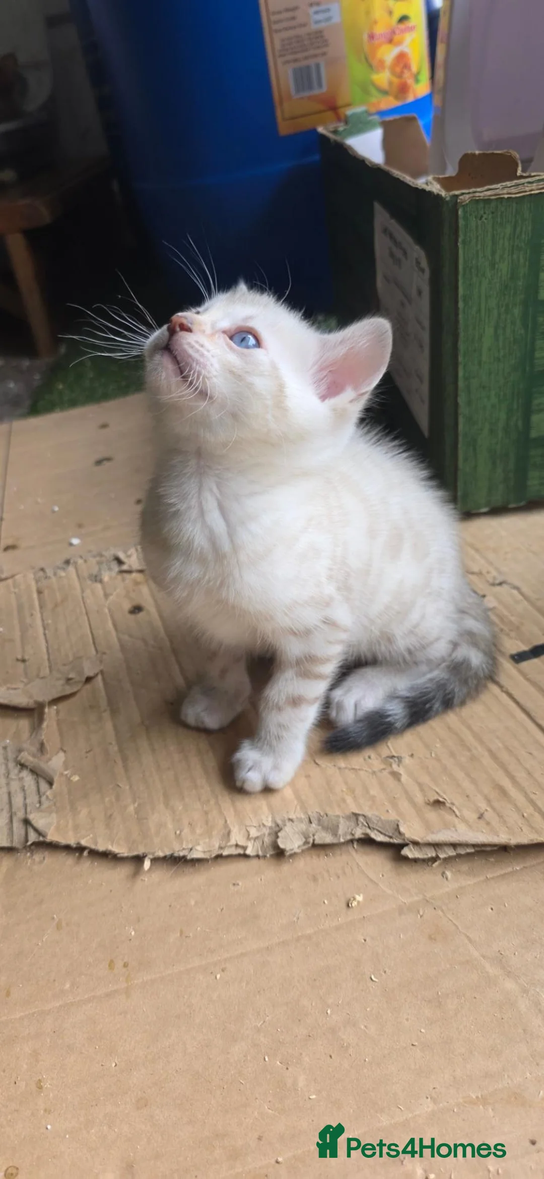 Bengal cats for sale: PURE BRED BENGAL KITTENS - Advert 2