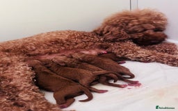 Toy Poodle dogs for sale: Charming Toy Poodle Puppies Ready for Their Homes - Image 10
