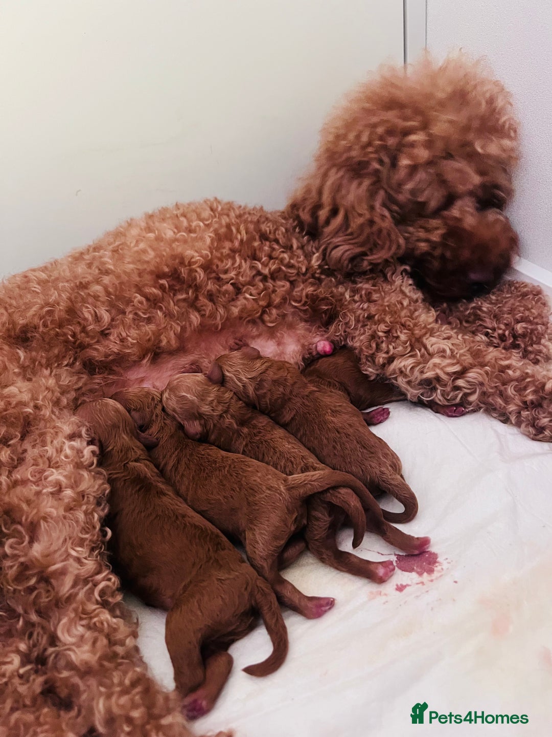 Toy Poodle dogs for sale: Charming Toy Poodle Puppies Ready for Their Homes - Image 10