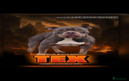 American Bully dogs for stud: ABKC REGISTERED POCKET BULLY STUD in Waterlooville - Image 1