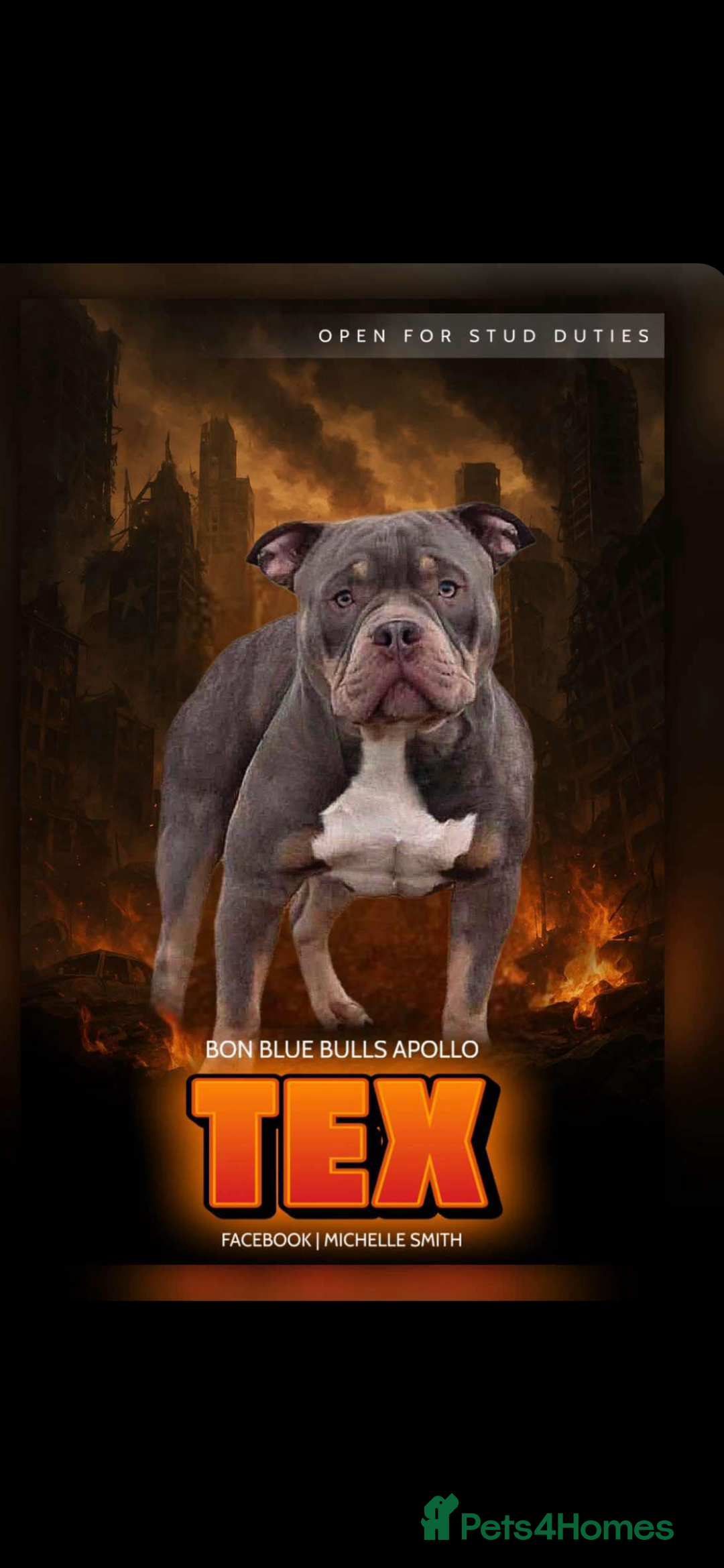 American Bully dogs for stud: ABKC REGISTERED POCKET BULLY STUD in Waterlooville - Image 1