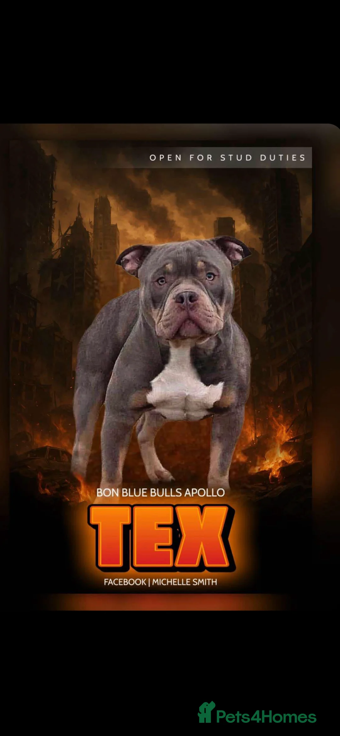 American Bully dogs for stud: ABKC REGISTERED POCKET BULLY STUD in Waterlooville - Advert 3