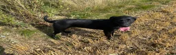 Labrador Retriever dogs for sale: 🧡 Barclay 🧡 Handsome FR Boy 🧡 READY NOW 🧡 - Advert 7