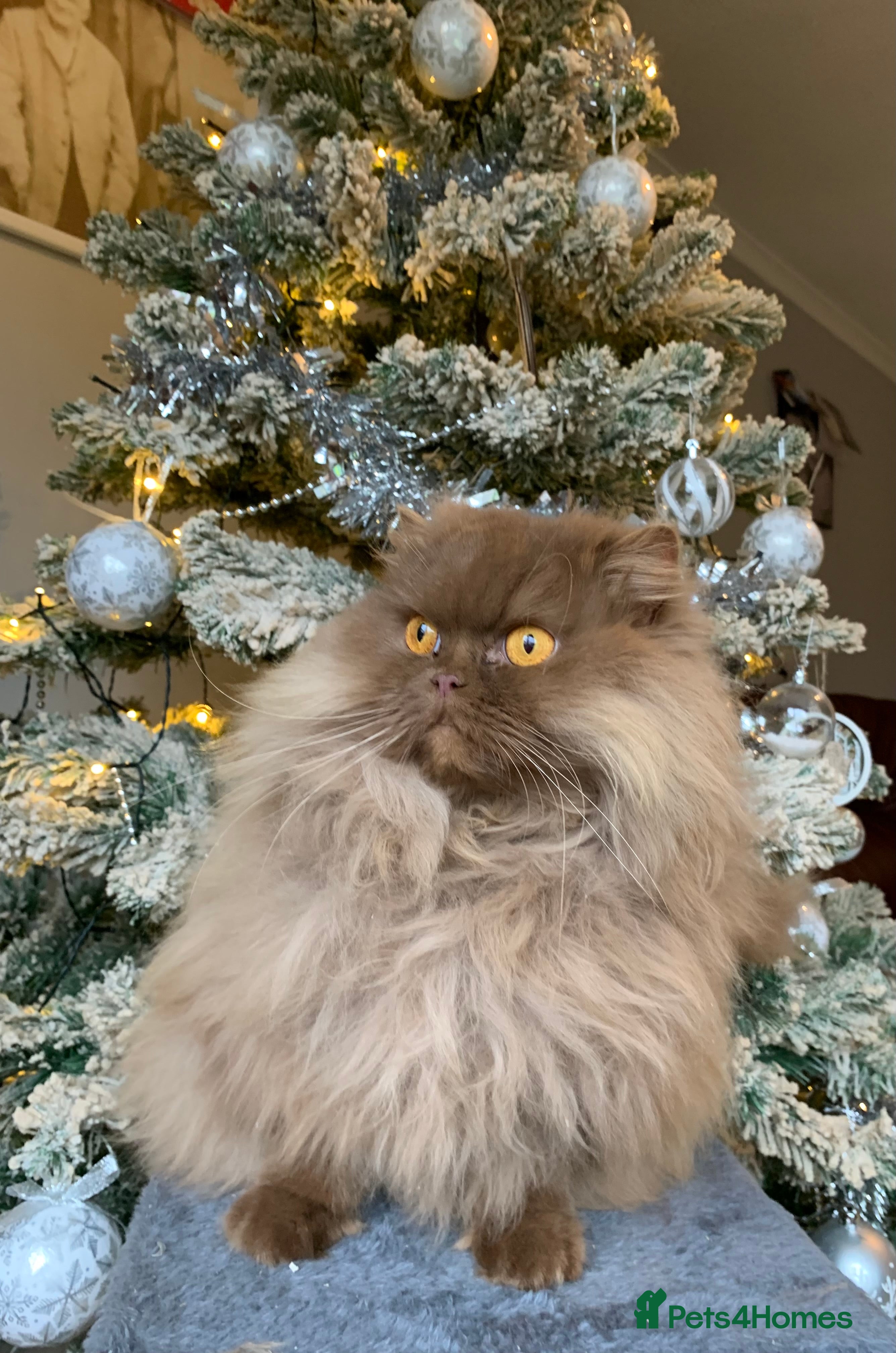 British Longhair cats British long hair adults  - Advert 2