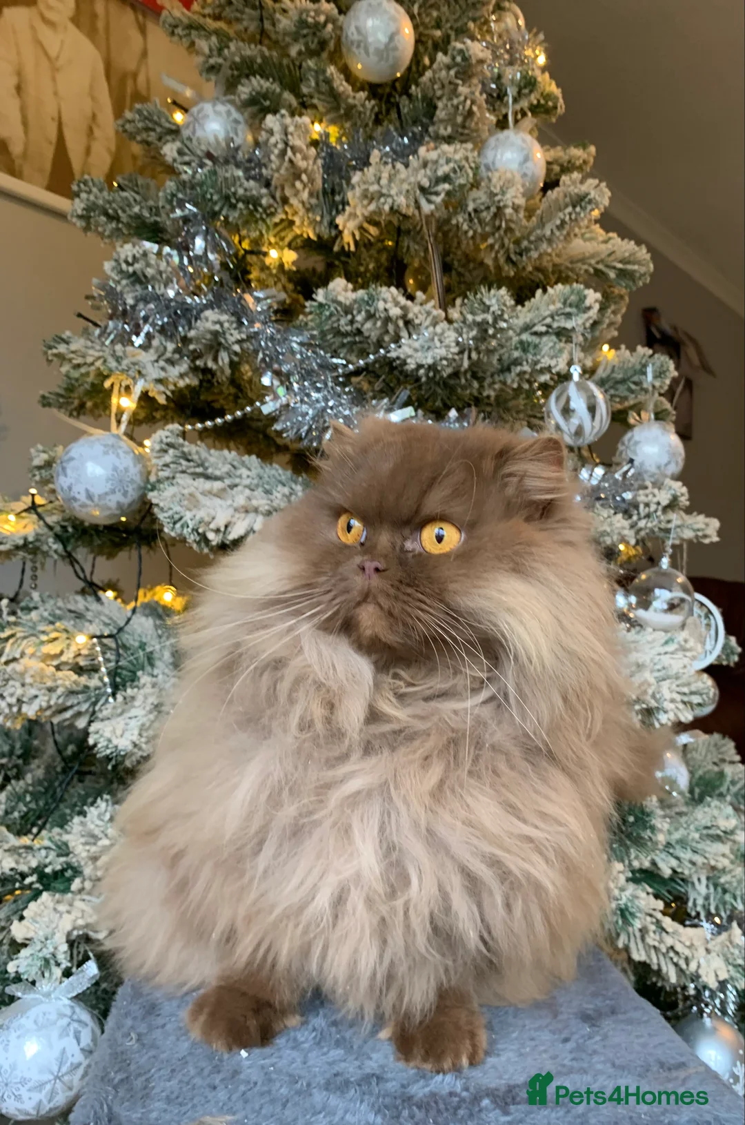 British Longhair cats for sale: British long hair adults  - Advert 1