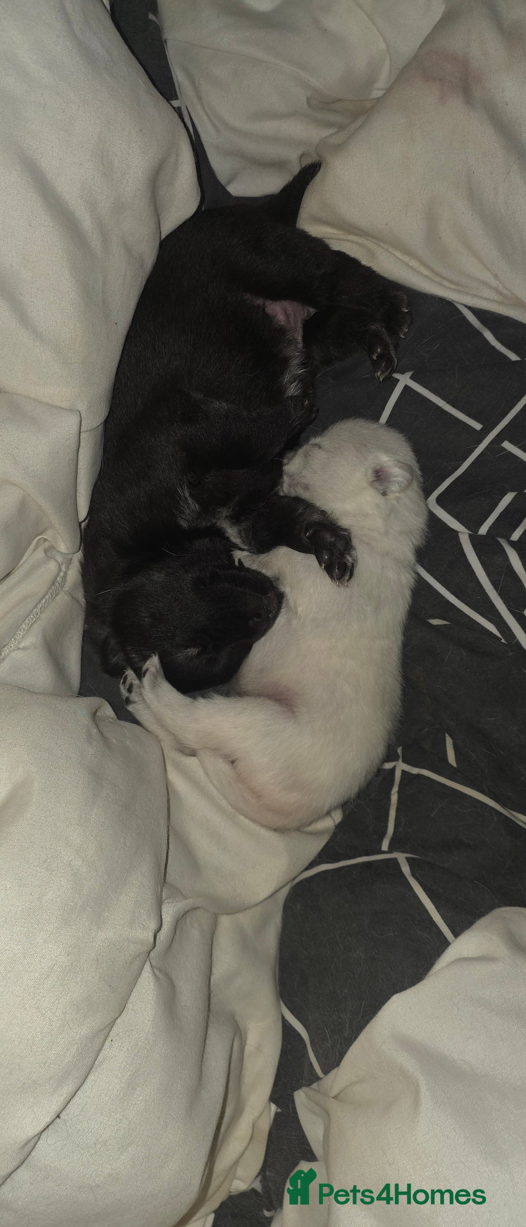 Mixed Breed dogs for sale: Chowski pups for sale - Image 22
