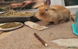 Lionhead rabbits for sale: Minni rex X lionhead bunnies - Image 6