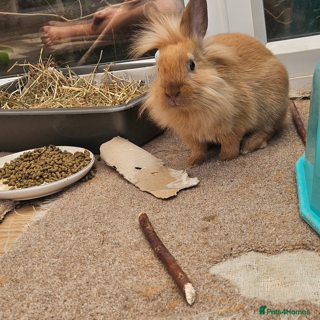 Lionhead rabbits for sale: Minni rex X lionhead bunnies - Image 6