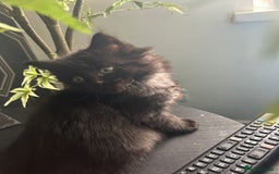 Mixed Breed cats for sale: Cute, Cuddly Kittens 💝 - Image 7