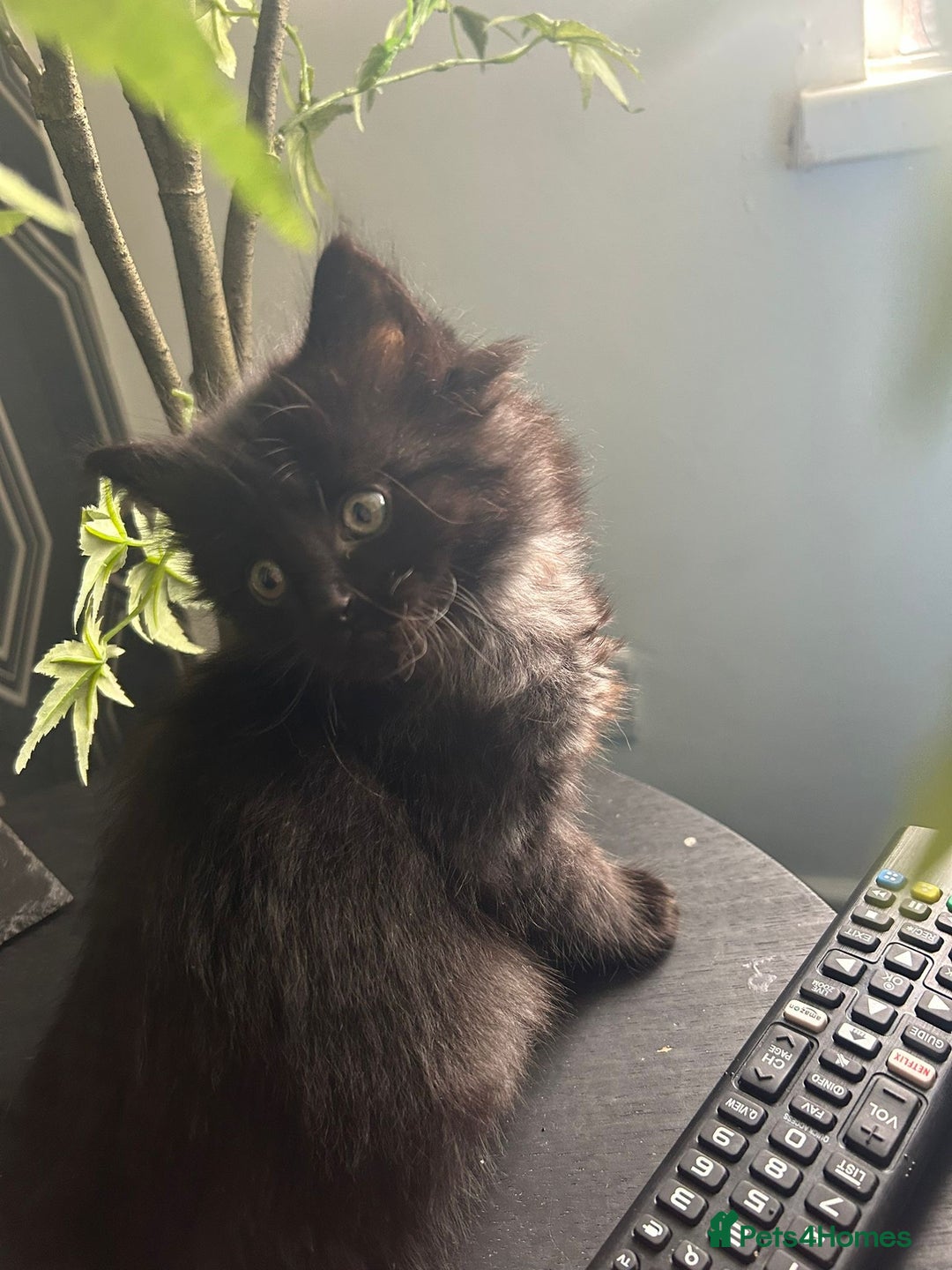 Mixed Breed cats for sale: Cute, Cuddly Kittens 💝 - Image 7