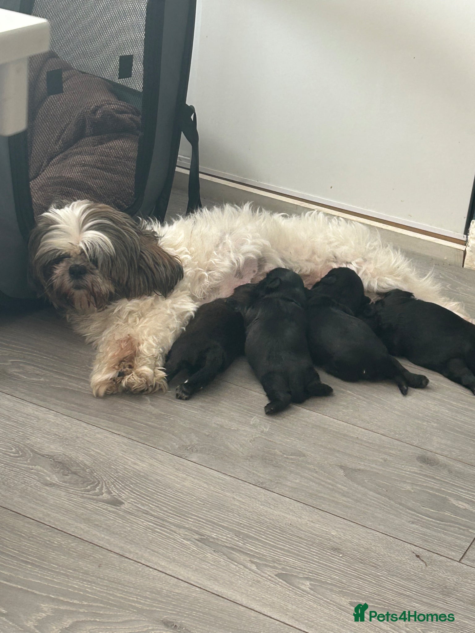 Shih Tzu dogs for sale: Full pedigree imperial Shih ztu - Advert 15