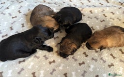 Mixed Breed dogs for sale: Stunning Toy Shihpoo Pom Puppies ready to reserve - Image 10