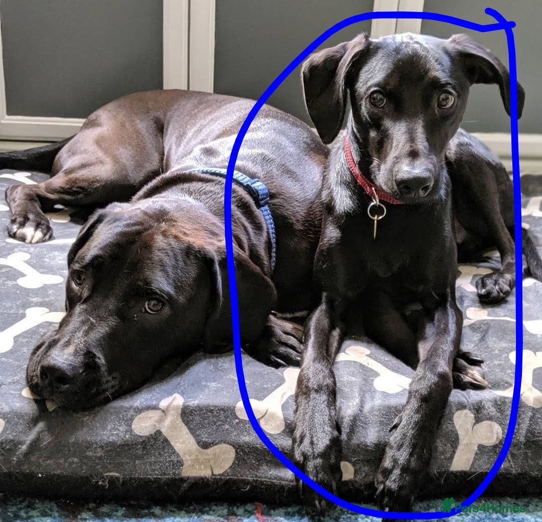 Mixed Breed dogs for sale: Pickle, FREE, male, Whippet-Spaniel, 7 years old - Advert 2