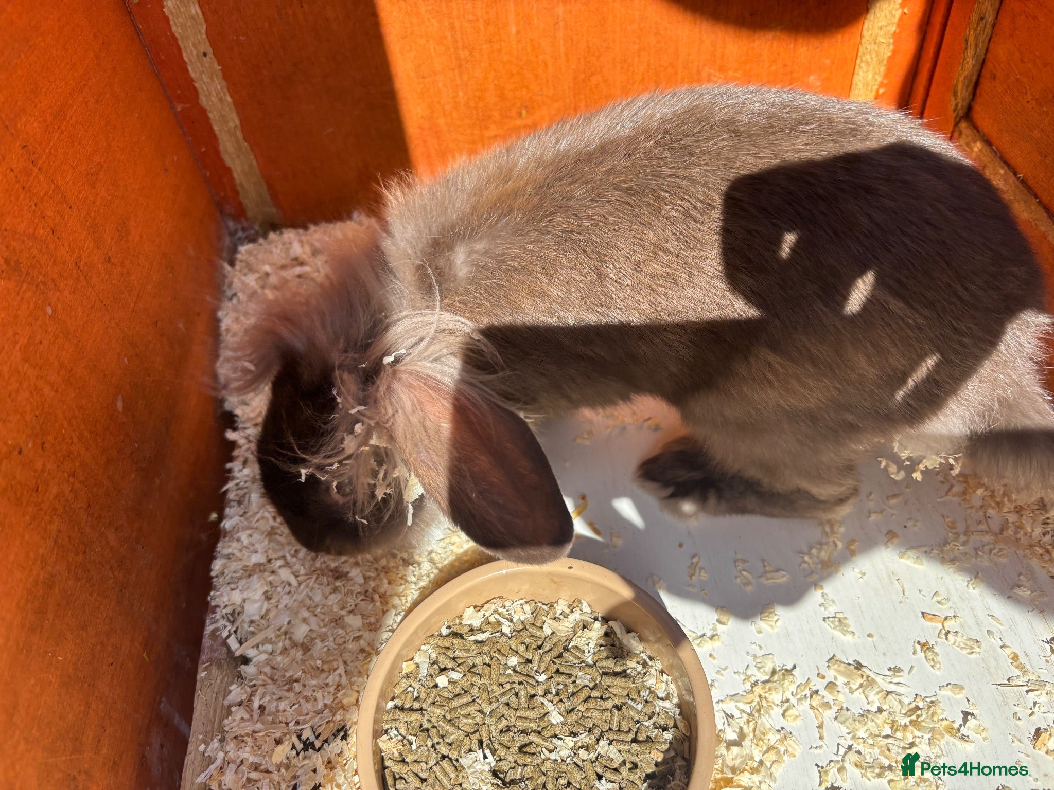 Mini Lion Lop rabbits 3 Beautiful Mini Lionhead Lops - Advert 2