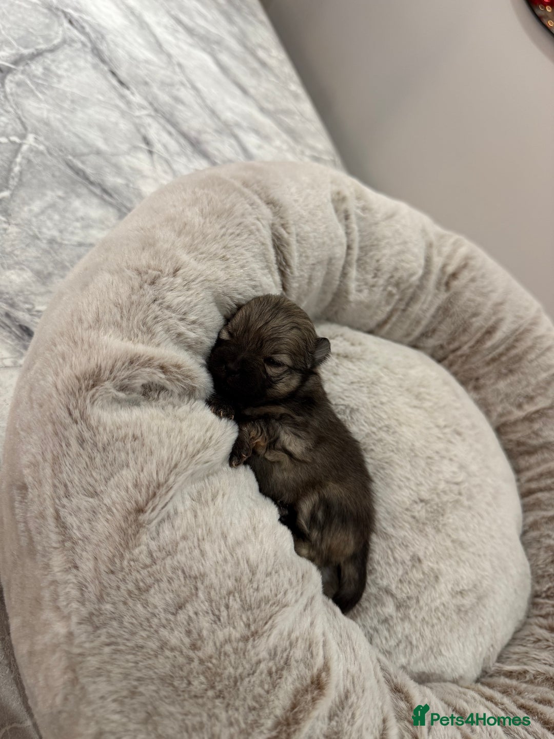 Pomeranian dogs for sale: Teddy Bear Pomerians  - Advert 2