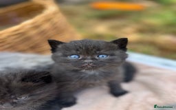 Scottish Fold cats for sale: Cute&Cuddy Scottish fold kittens - Image 4