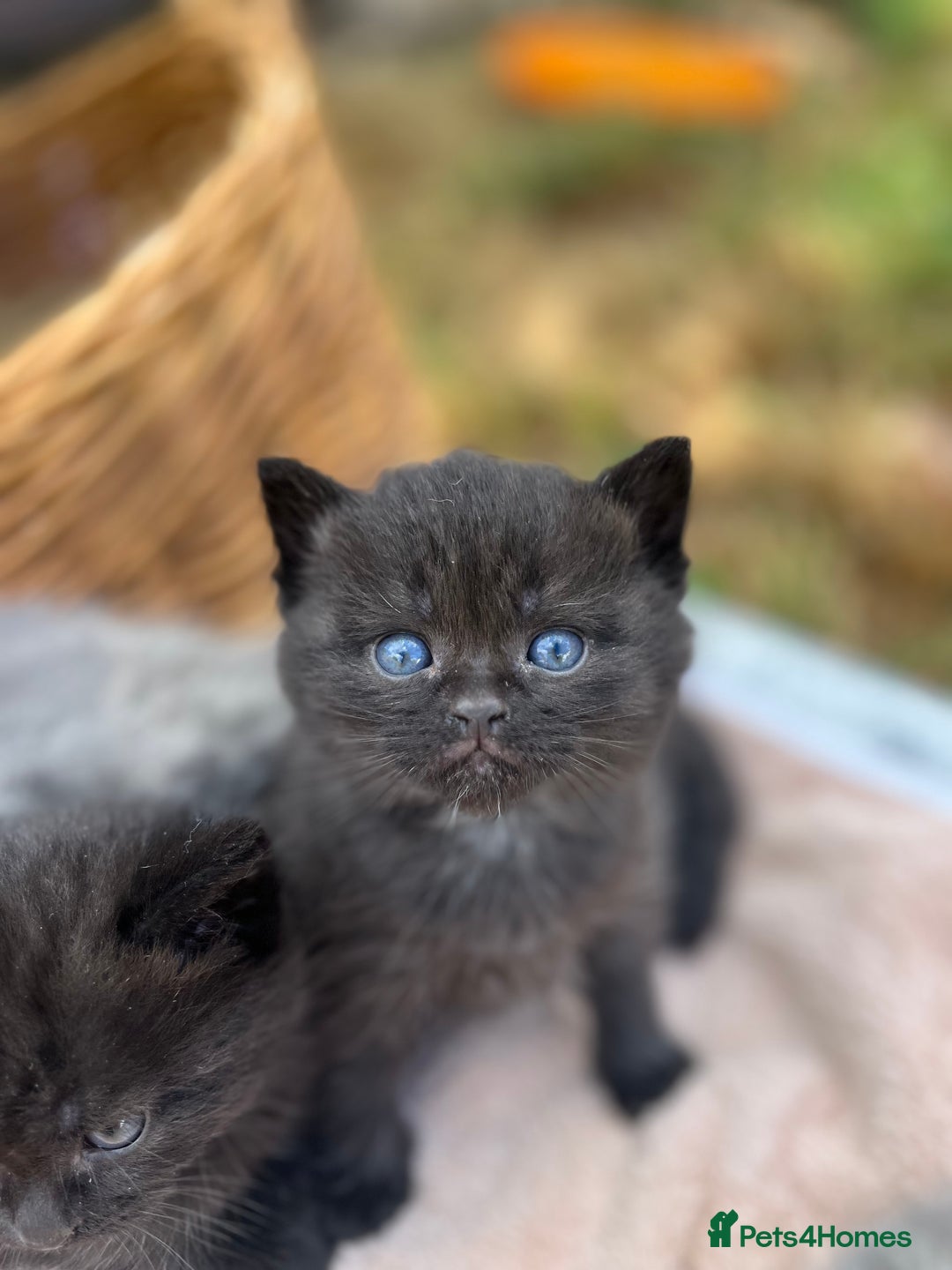 Scottish Fold cats for sale: Cute&Cuddy Scottish fold kittens - Image 4
