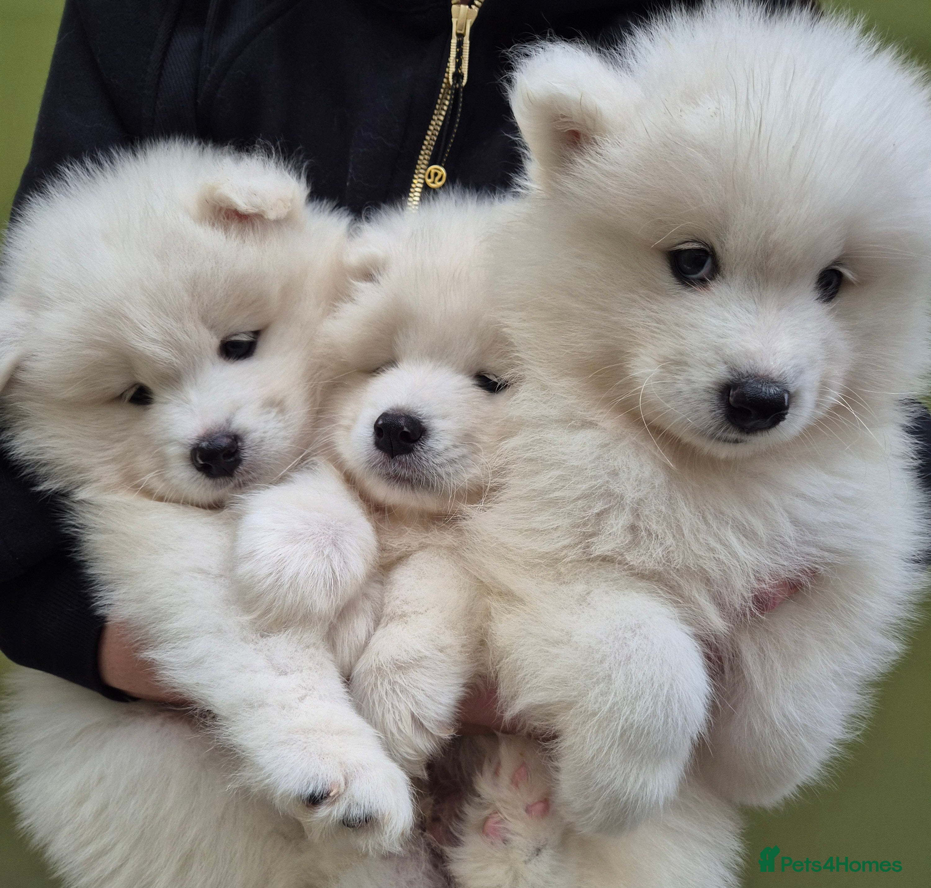 Samoyed dogs Samoyed Puppies, KC Registered & Health Screened - Advert 5