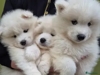 Samoyed dogs Samoyed Puppies, KC Registered & Health Screened - Advert 5