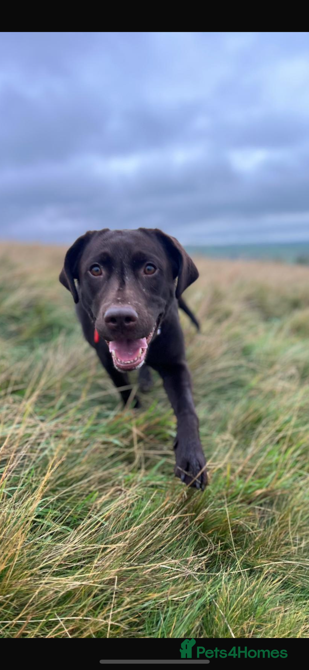 Labrador Retriever dogs for sale: Chocolate Labrador Puppies For Sale - Advert 5