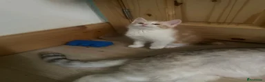 Mixed Breed Kitten 1