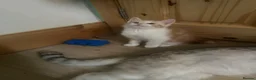 Mixed Breed cats for sale: Persian tabby - Advert 4
