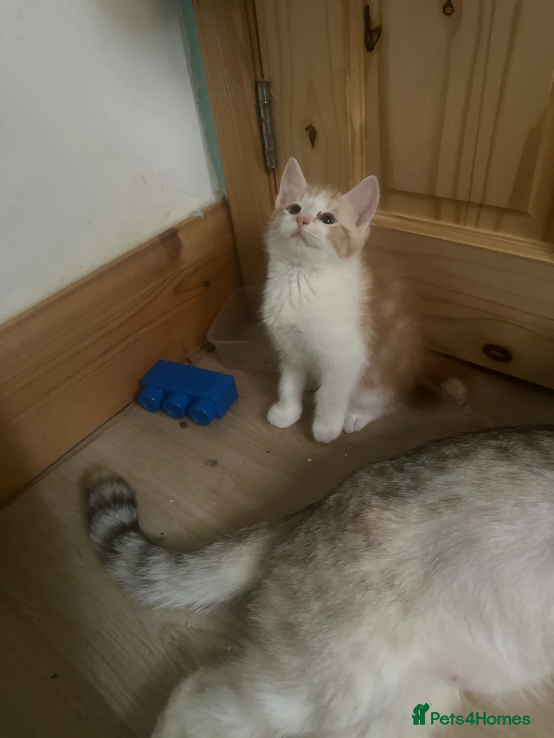 Mixed Breed cats for sale: Persian tabby - Advert 4