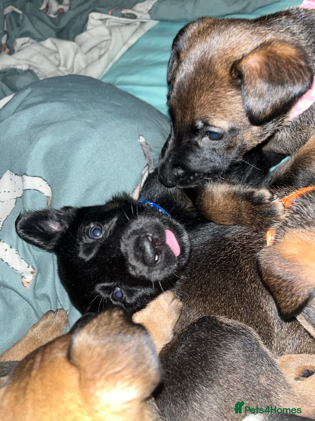 Mixed Breed dogs for sale: Doberman x Malinois x German Shepherd Puppies  - Advert 11